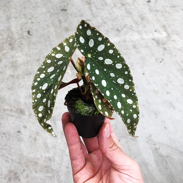 Mini begonia