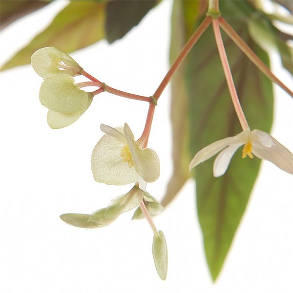 begonia tamaya bloem