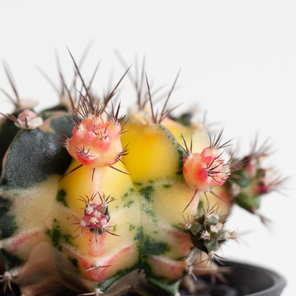 Gymno Cactus variegata