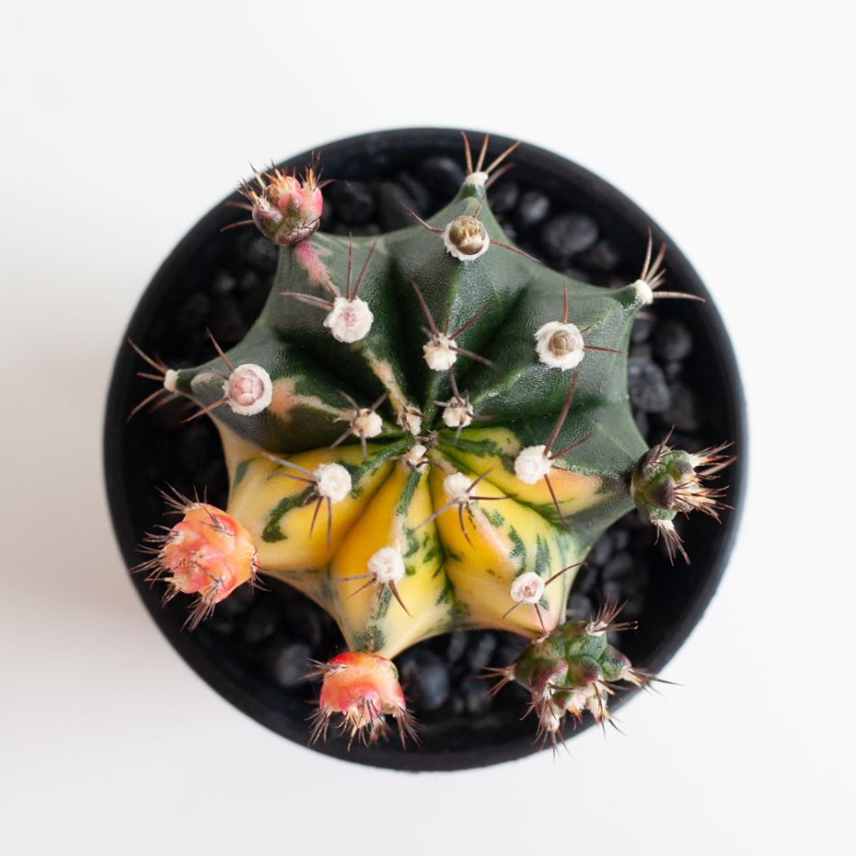 Gymno Cactus variegata