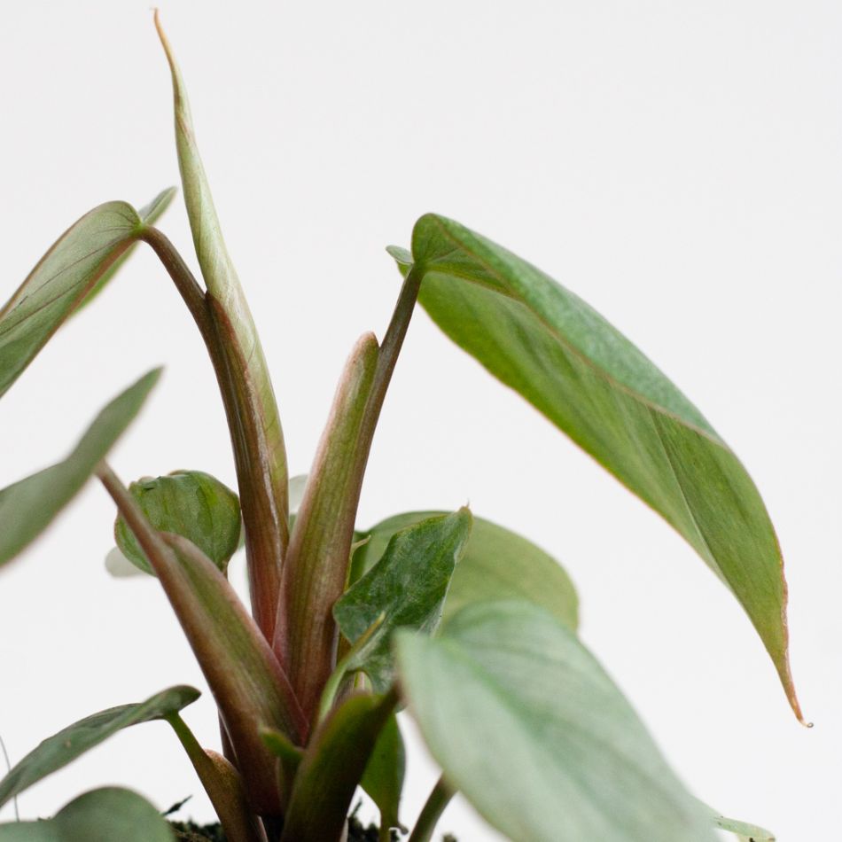 Philodendron Sodiroi