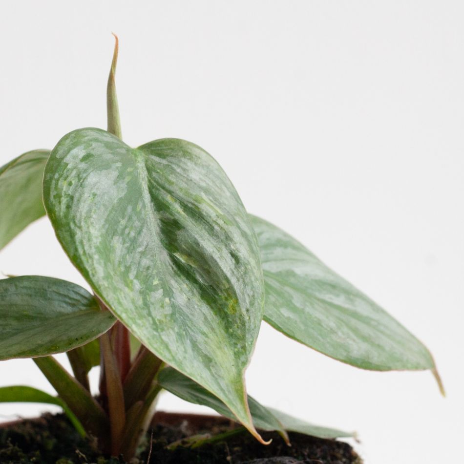 Philodendron Sodiroi