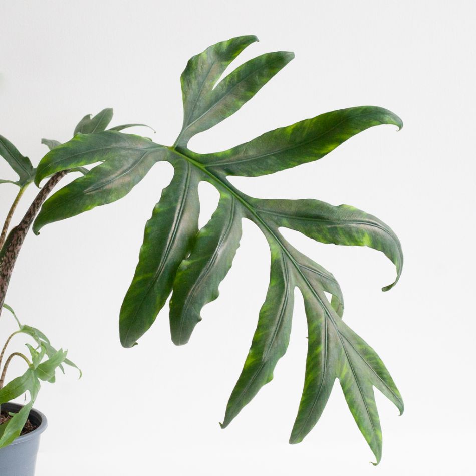 Alocasia Brancifolia