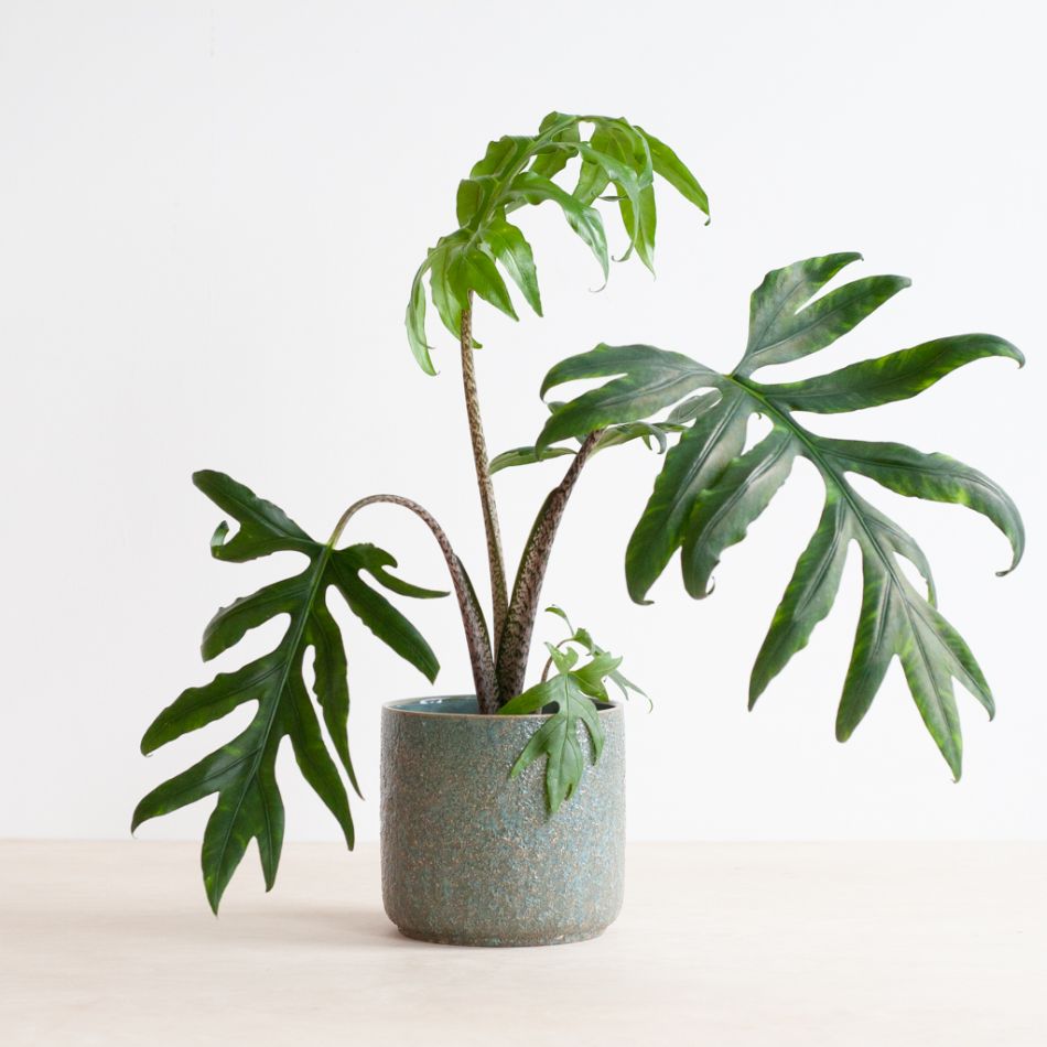 Alocasia Brancifolia