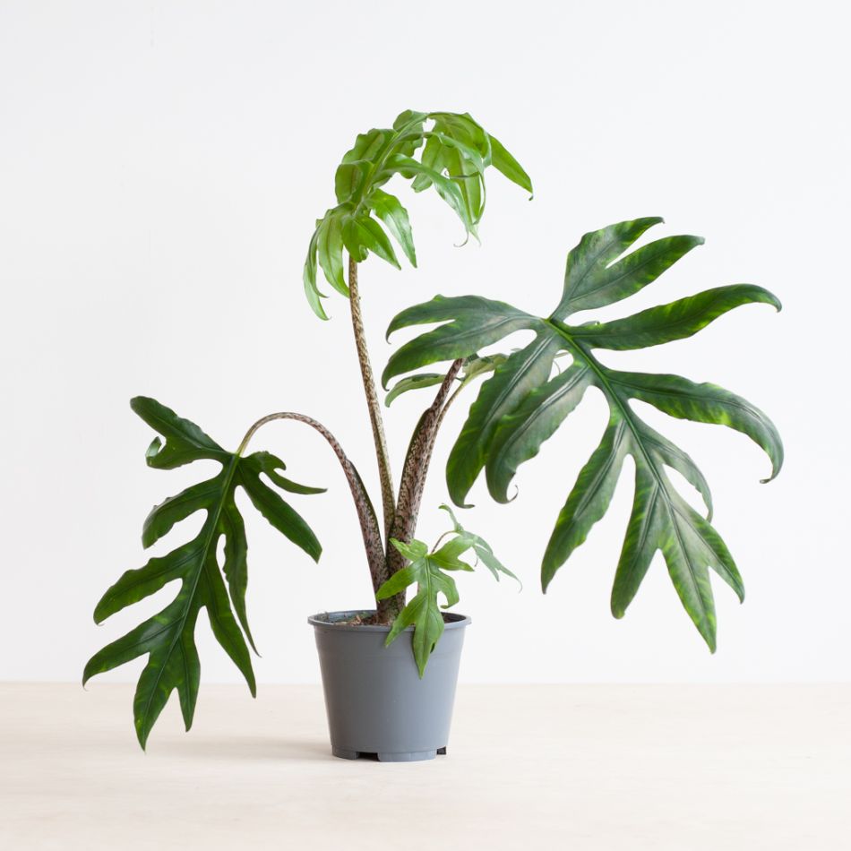 Alocasia Brancifolia