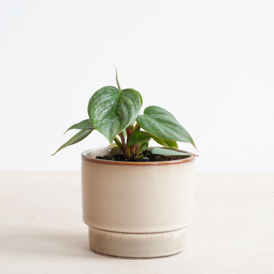 Philodendron Sodiroi