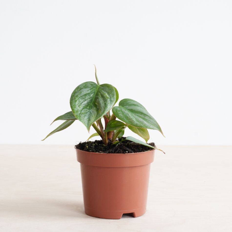 Philodendron Sodiroi