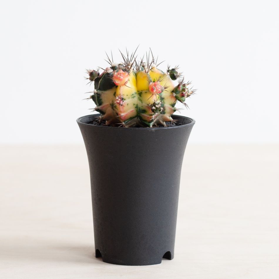 Gymno Cactus variegata