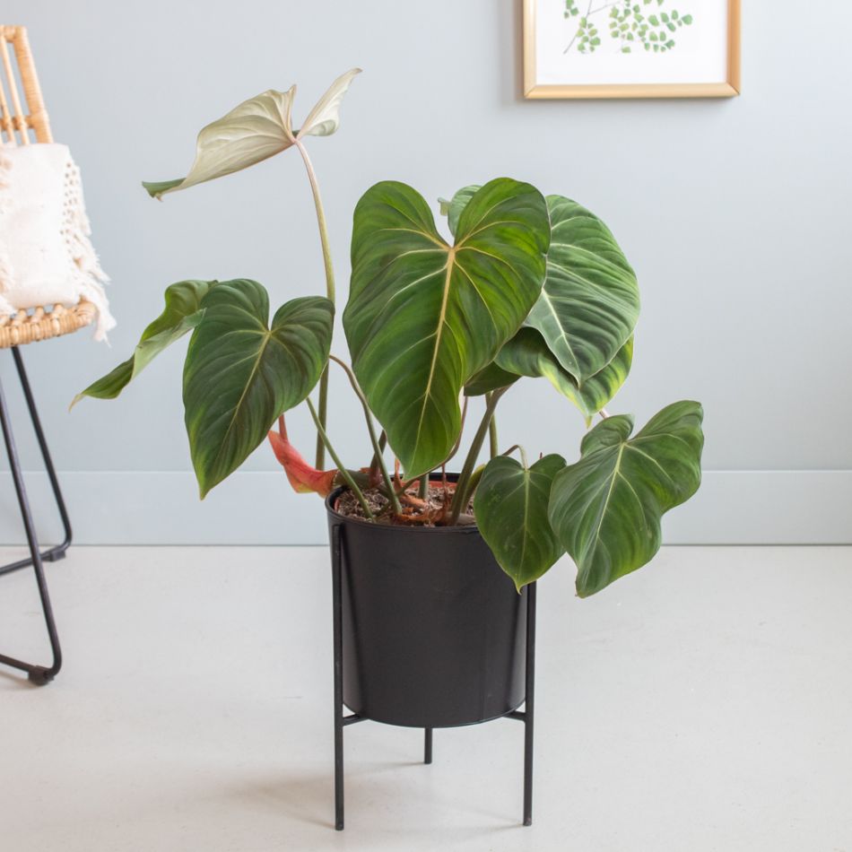 Philodendron Gloriosum