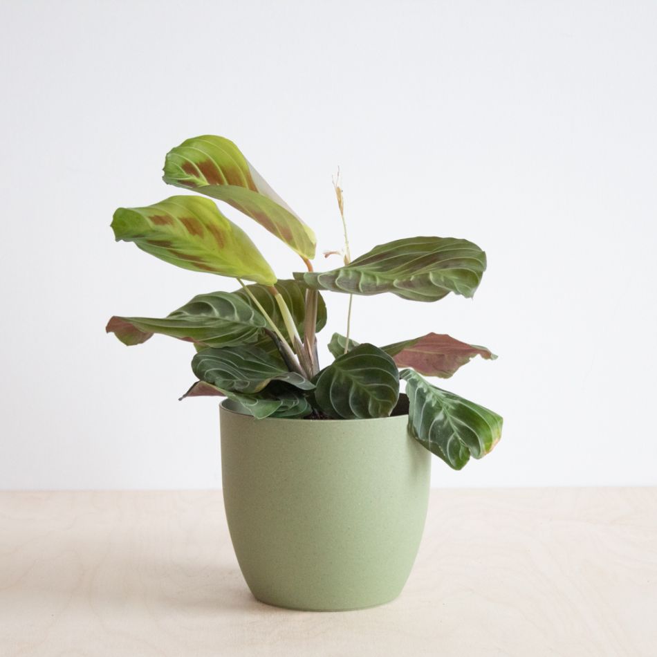 Maranta Cat Mustache