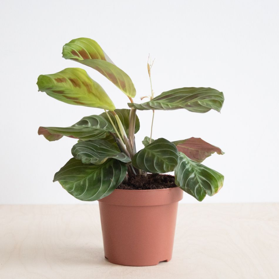 Maranta Cat Mustache