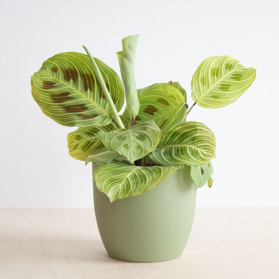 Maranta Light Veins