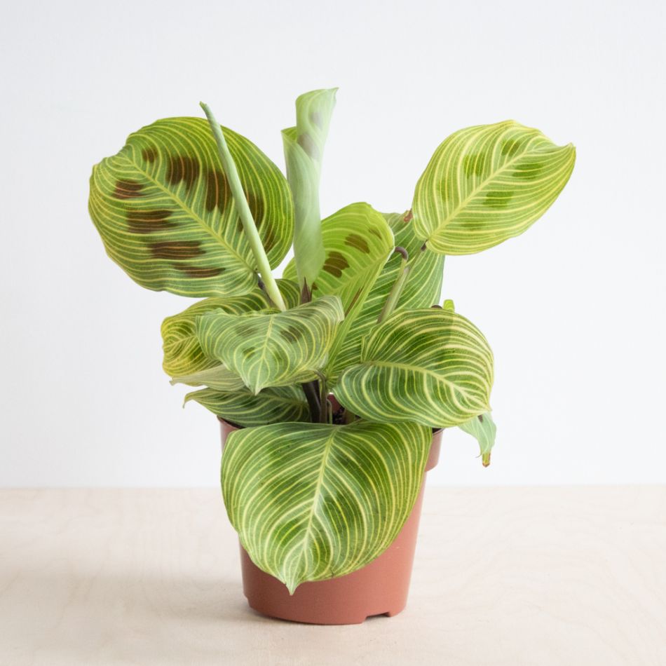 Maranta Light Veins