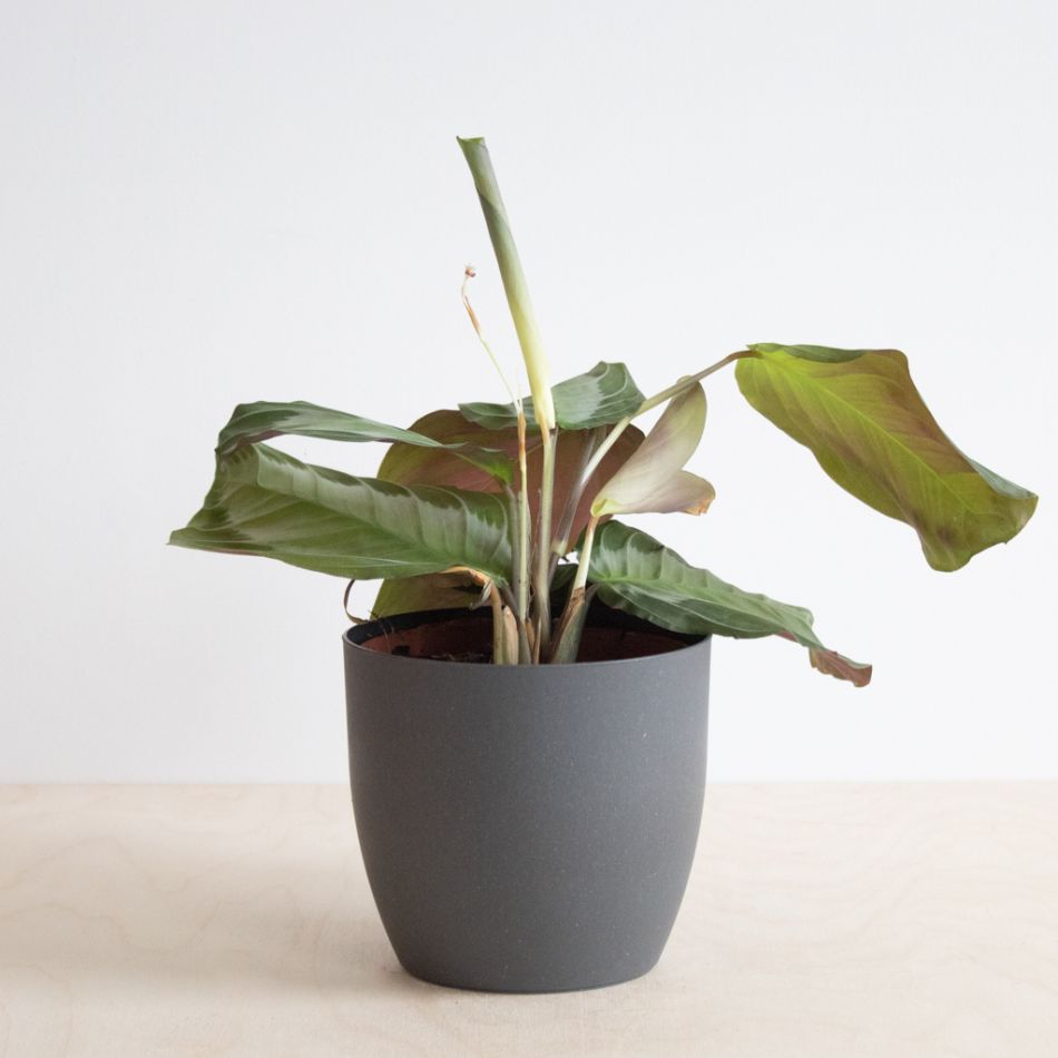 Maranta Silver Band