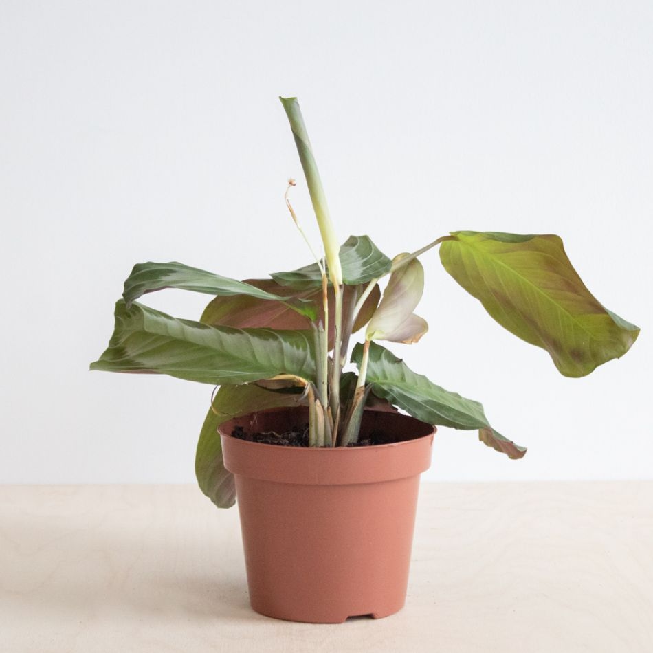 Maranta Silver Band