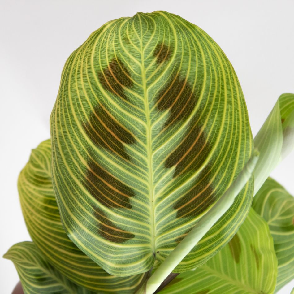 Maranta Light Veins blad