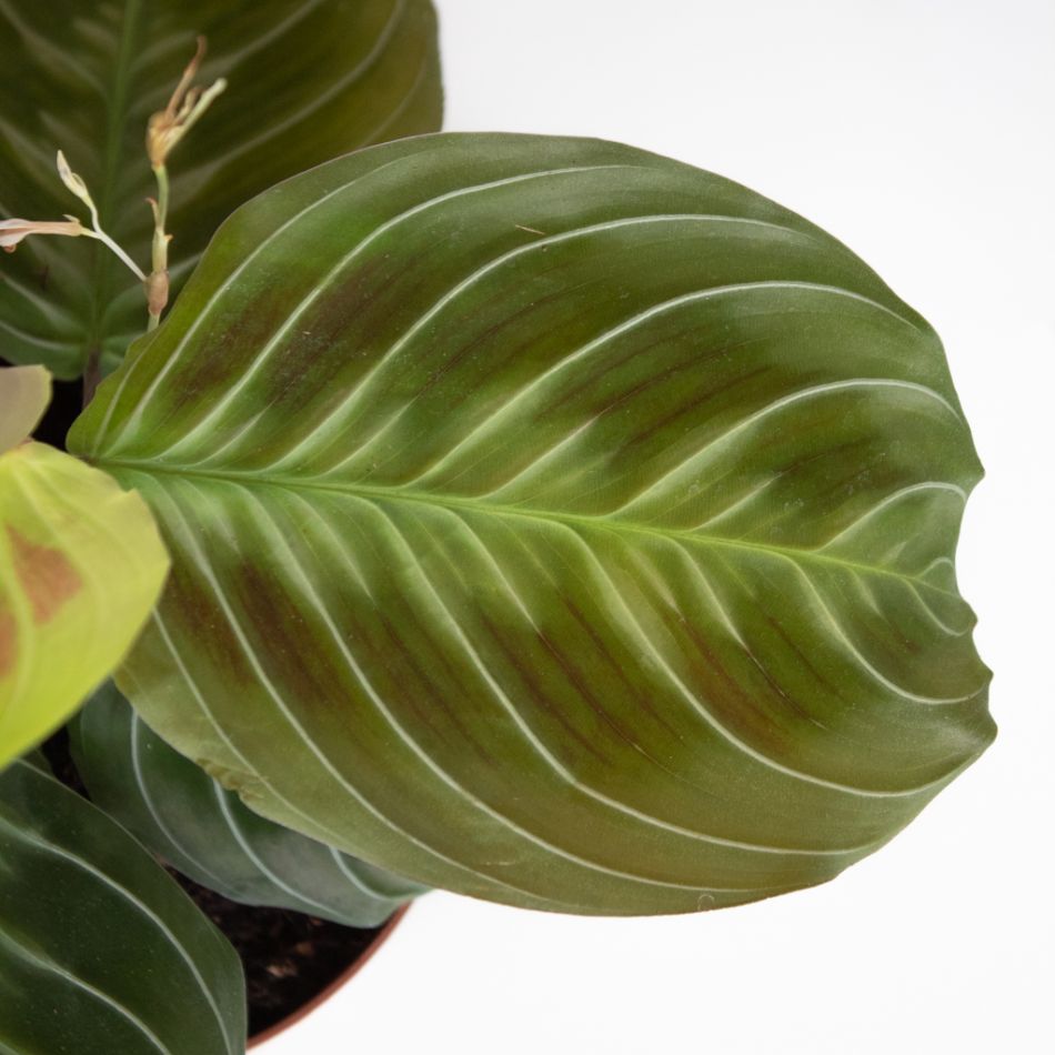 Maranta Cat Mustache