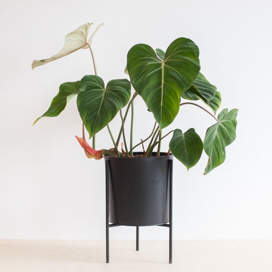 Philodendron Gloriosum