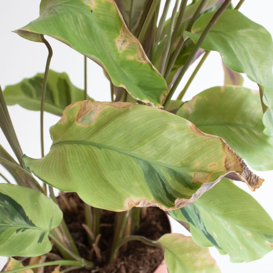 Calathea Yellow Fusion