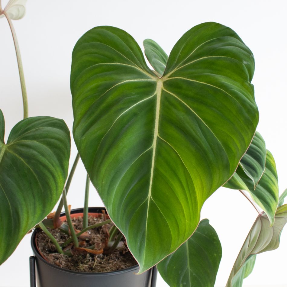 Philodendron Gloriosum blad