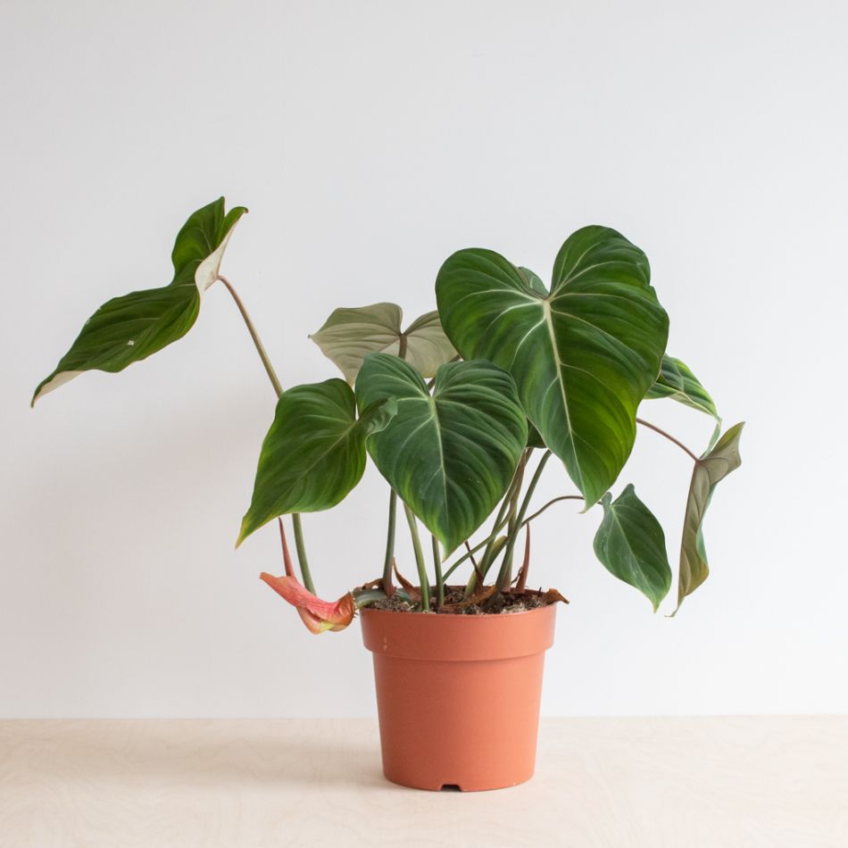 Philodendron Gloriosum