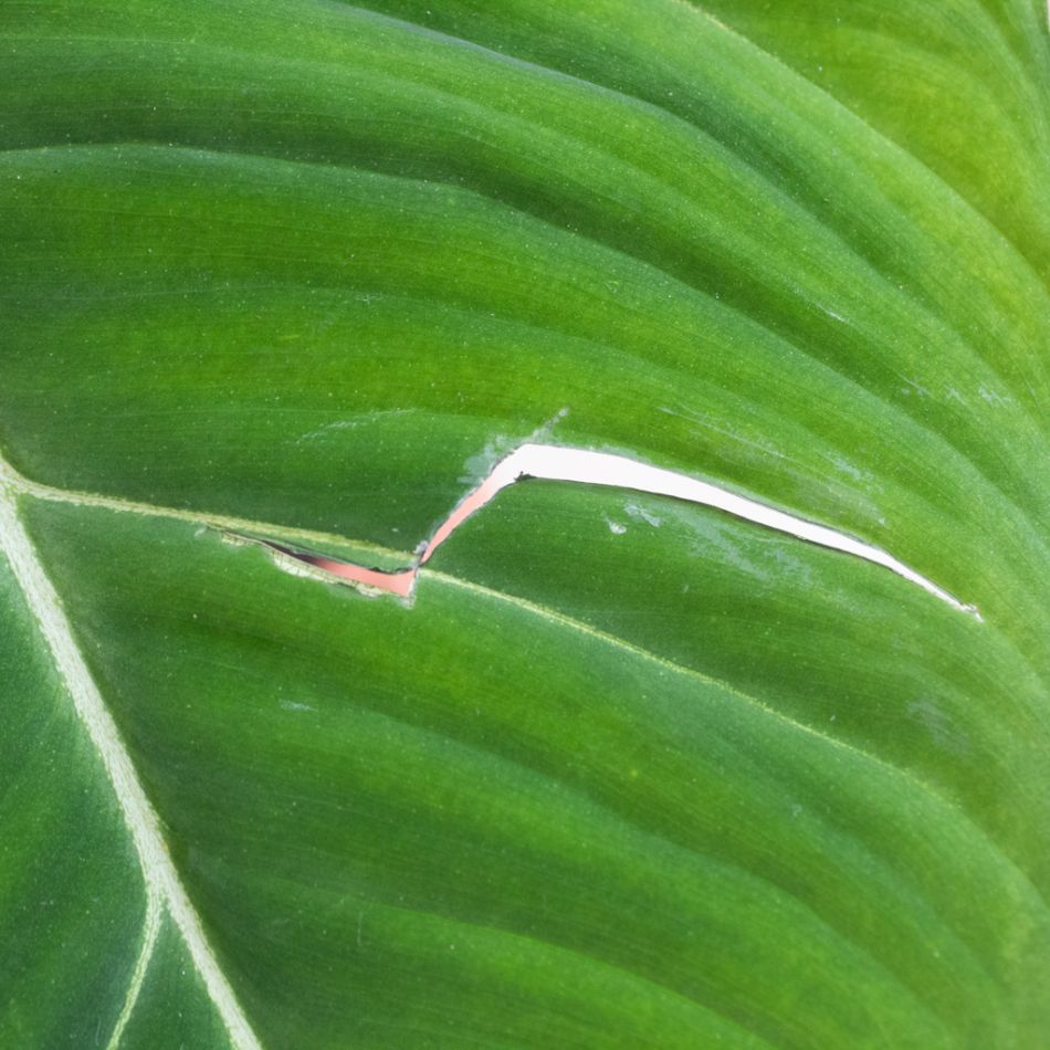 Philodendron Gloriosum