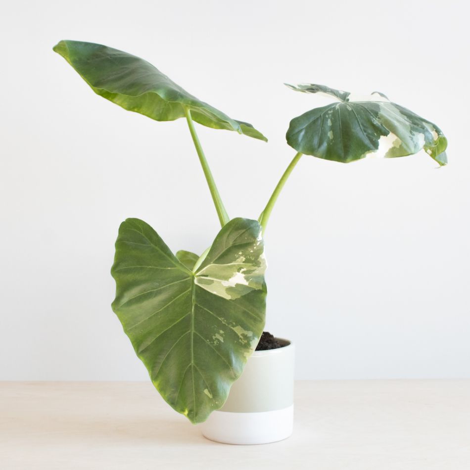 Alocasia Odora variegata