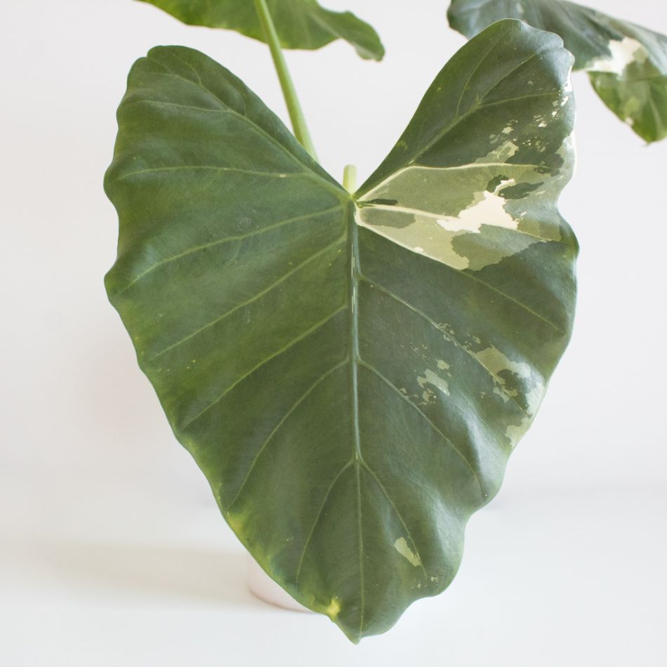 Alocasia Odora variegata