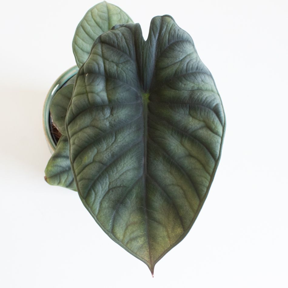 Alocasia Nebula blad