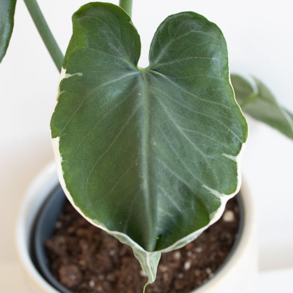 Xanthosoma Monstrosum Variegata blad