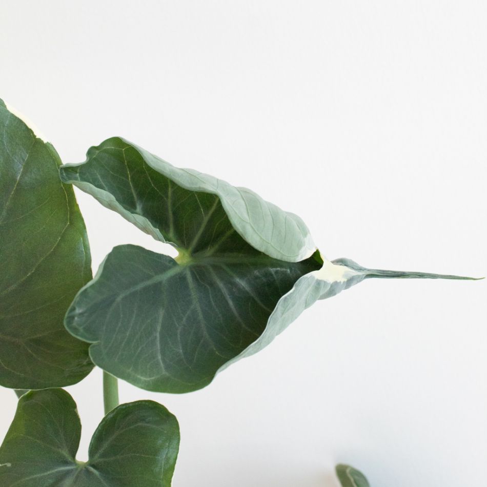Xanthosoma Monstrosum Variegata blad