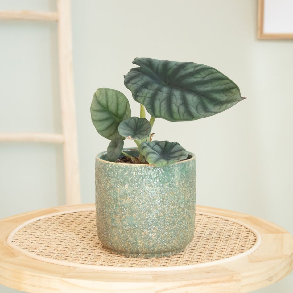 Alocasia Nebula