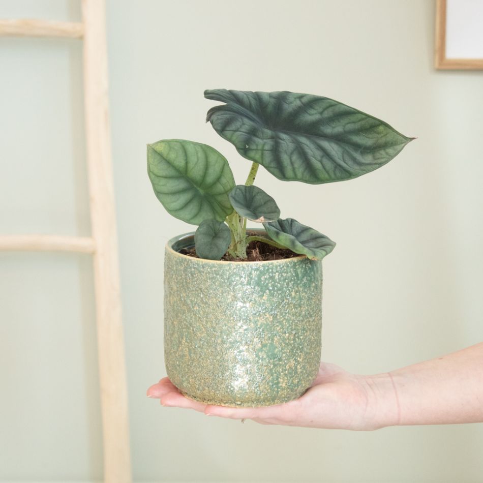 Alocasia Nebula