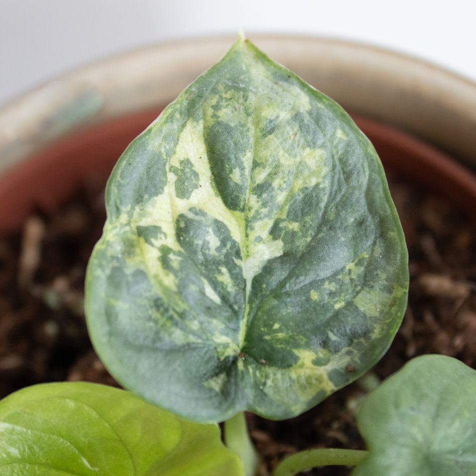 Alocasia Silver Dragon Variegata blad