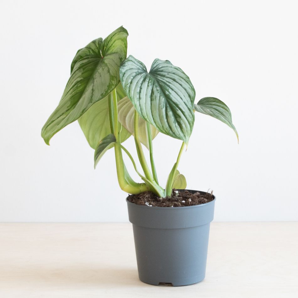 Philodendron Mamei