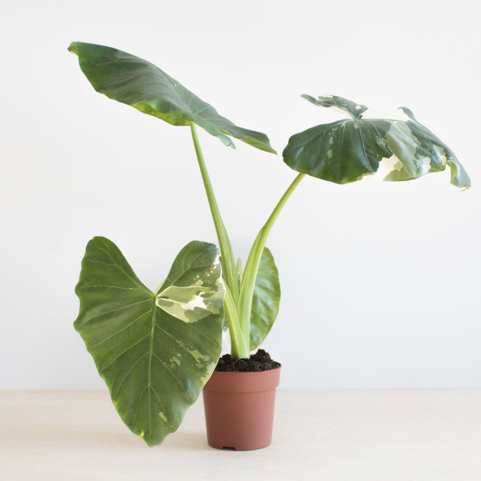 Alocasia Odora variegata