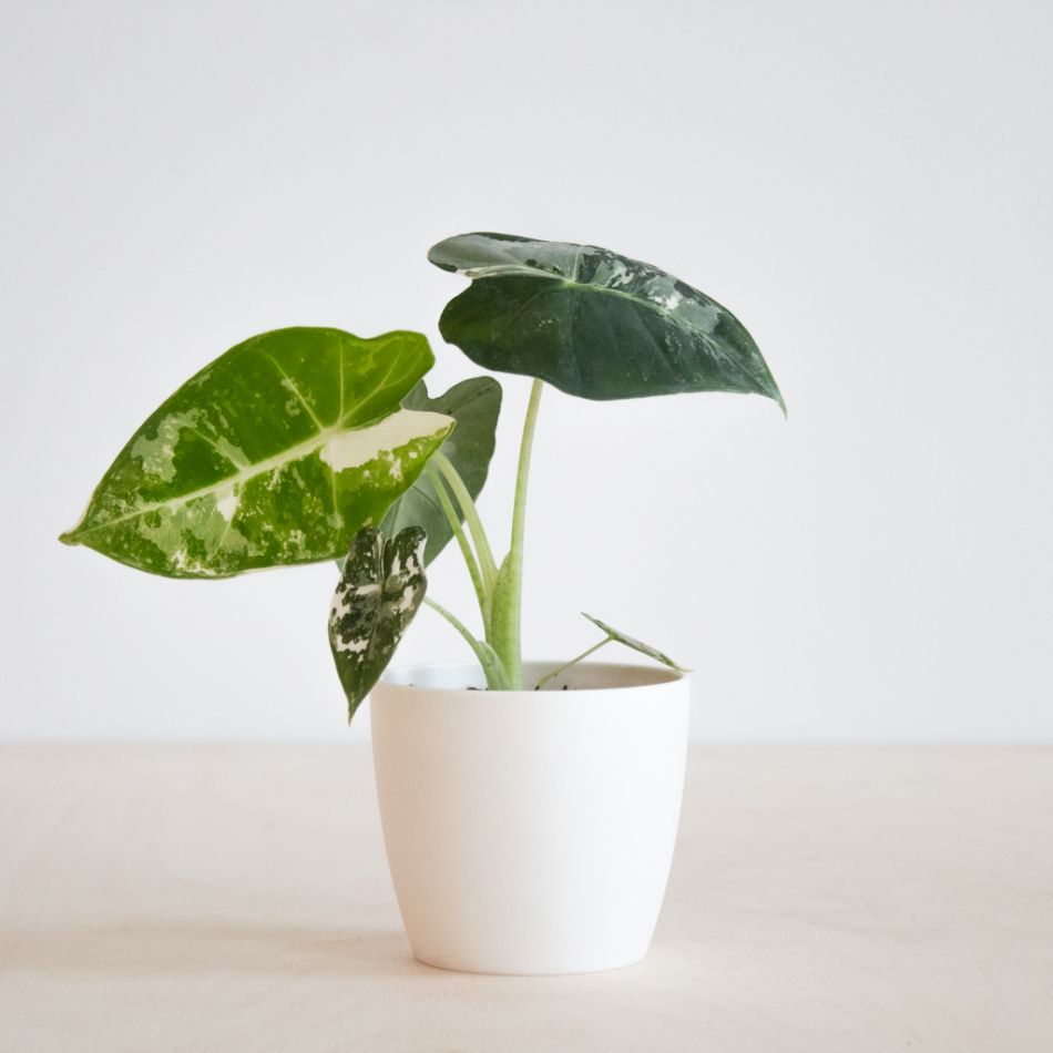 Alocasia Frydek variegata