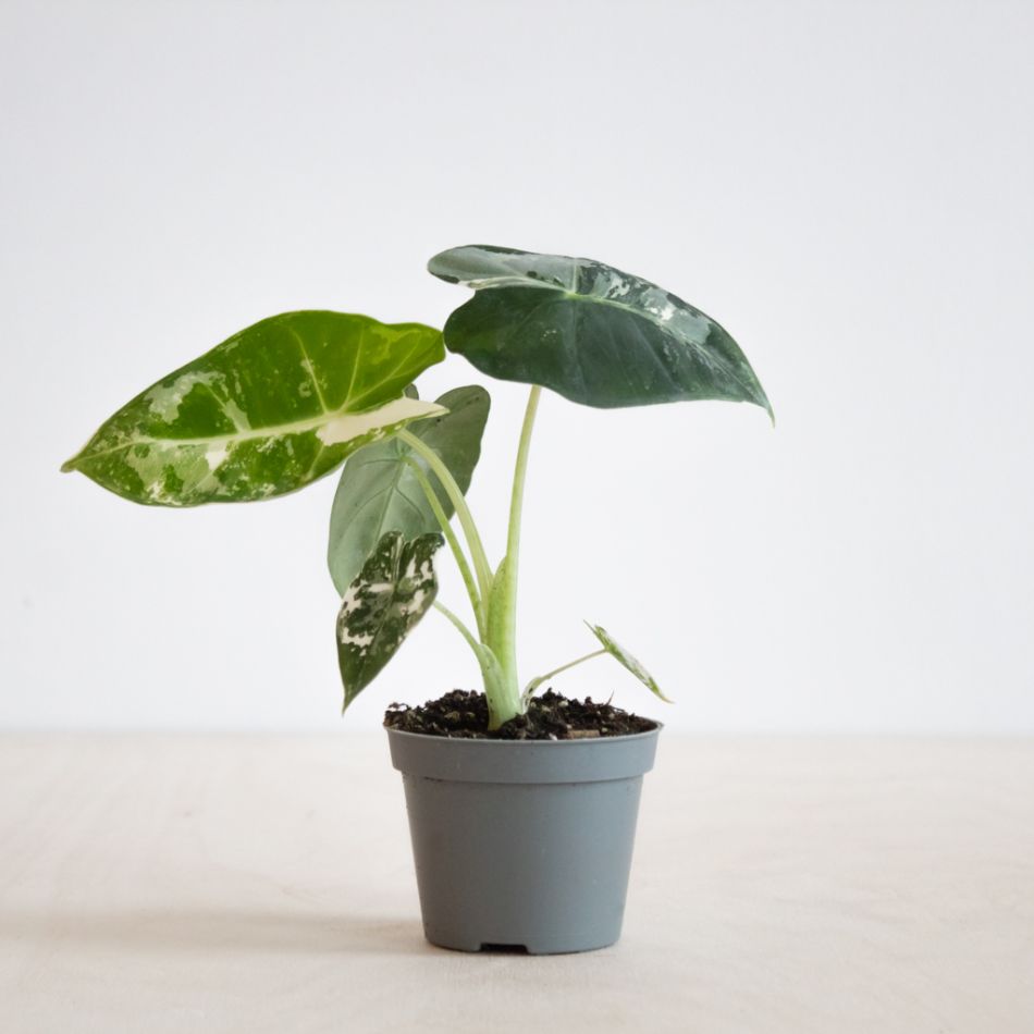 Alocasia Frydek variegata