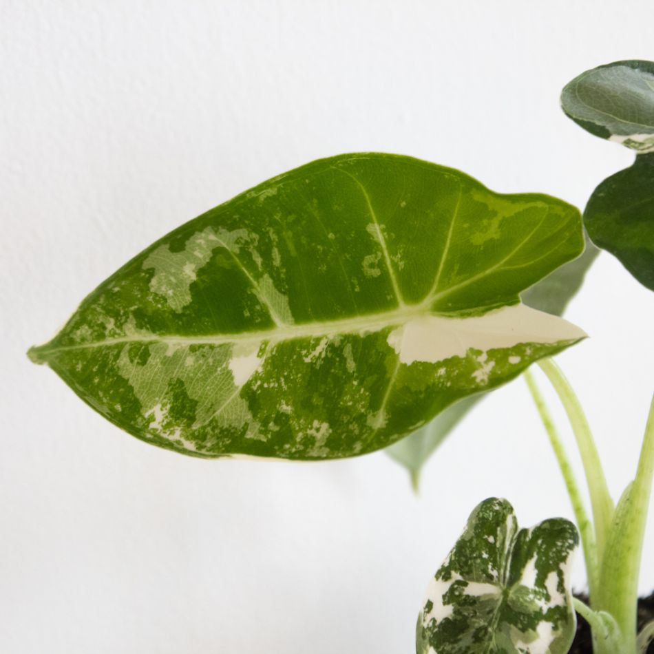 Alocasia Frydek variegata