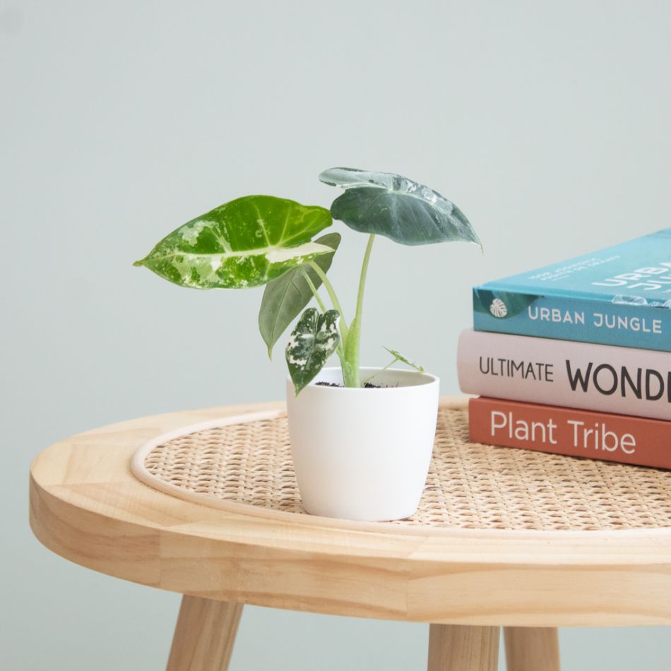 Alocasia Frydek variegata