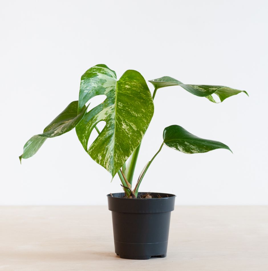 Monstera Variegata