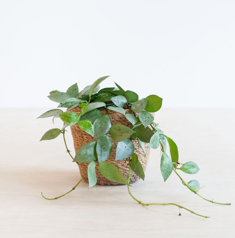 Hoya Krohniana Eskimo