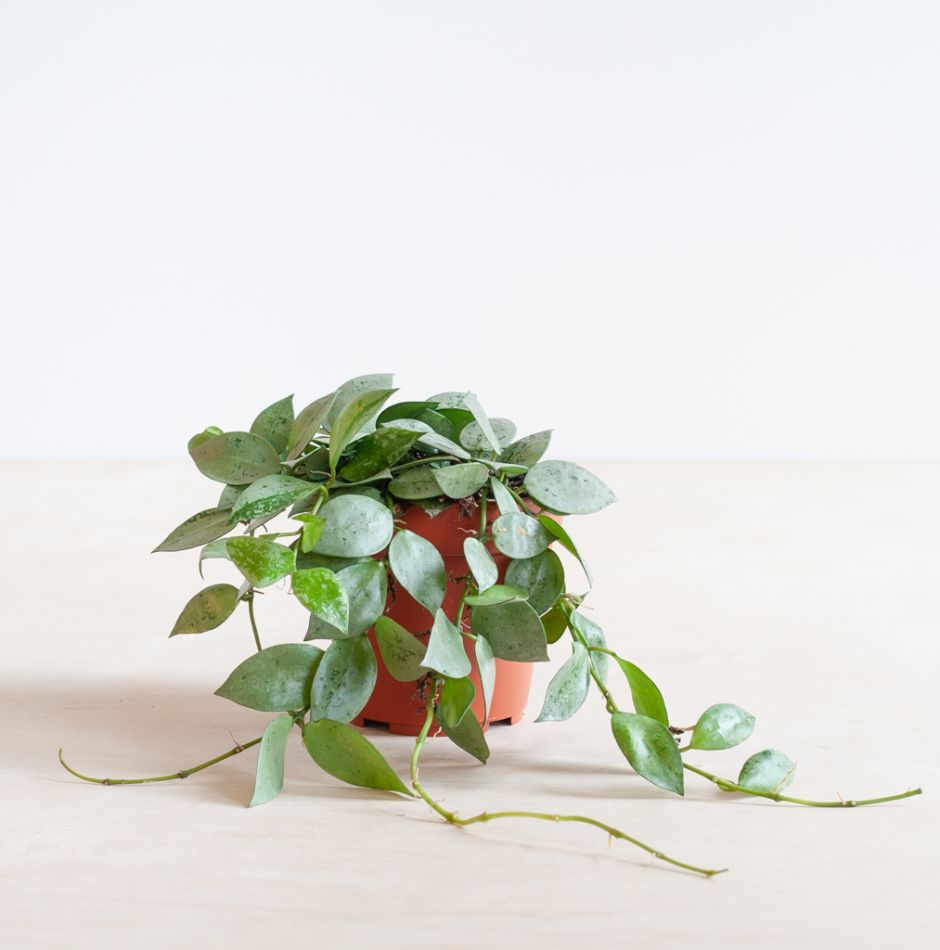 Hoya Krohniana Eskimo