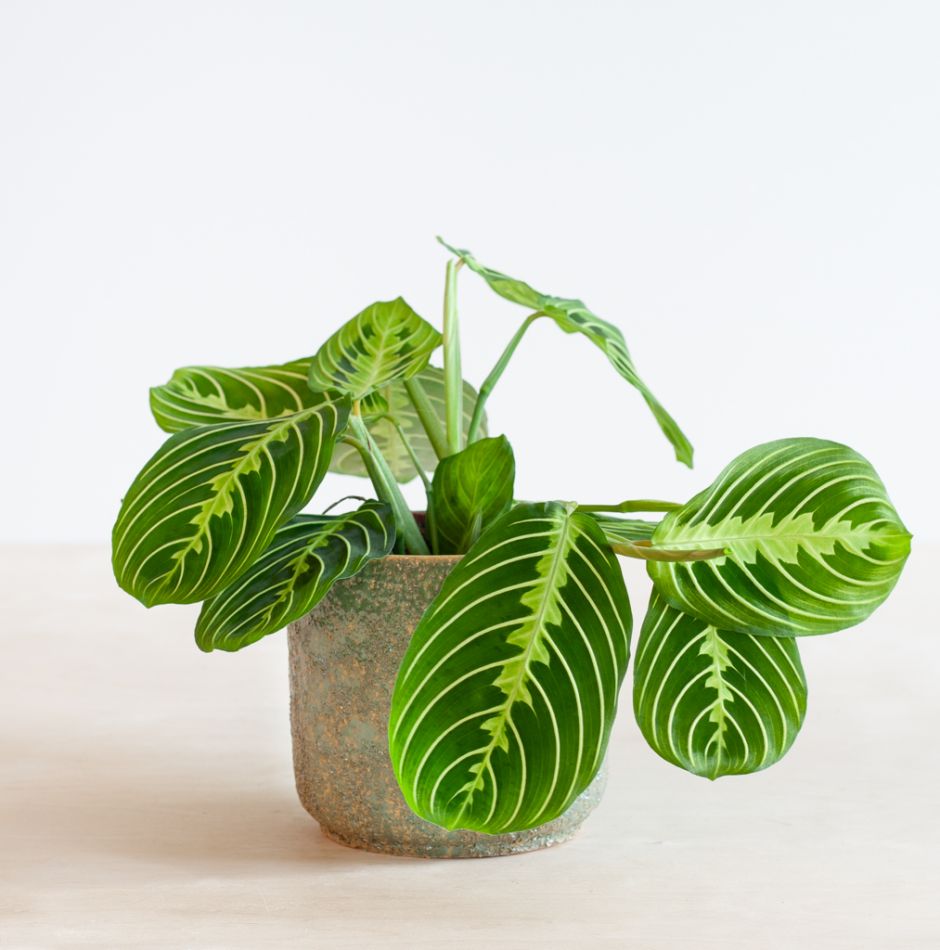 Maranta Lemon Lime