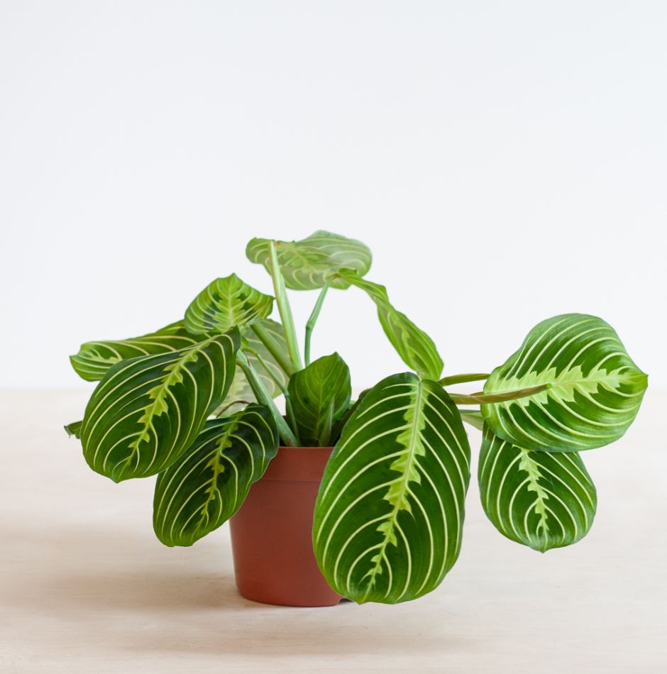 Maranta Lemon Lime