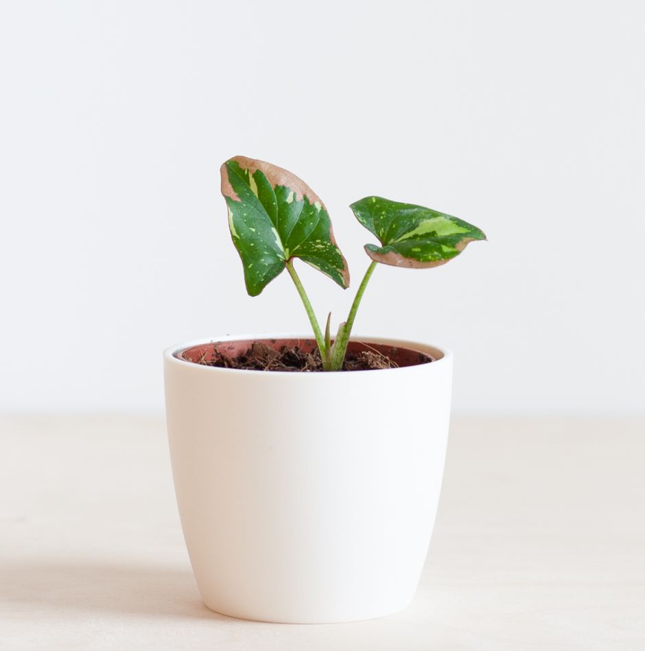 Syngonium Red Spot Tricolor