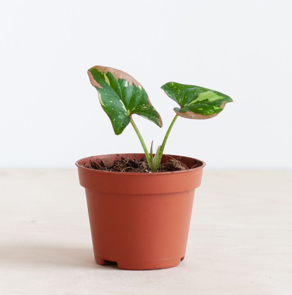 Syngonium Red Spot Tricolor