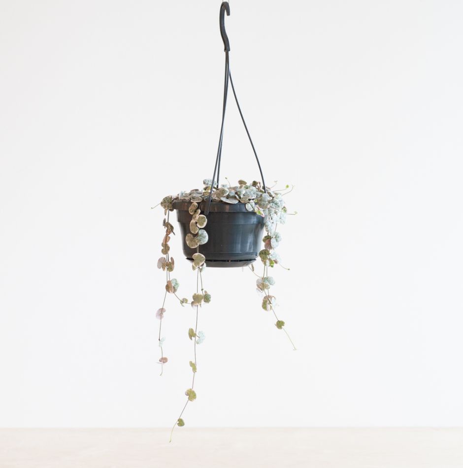 Ceropegia Woodii Variegata