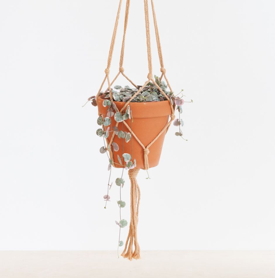 Ceropegia Woodii Variegata