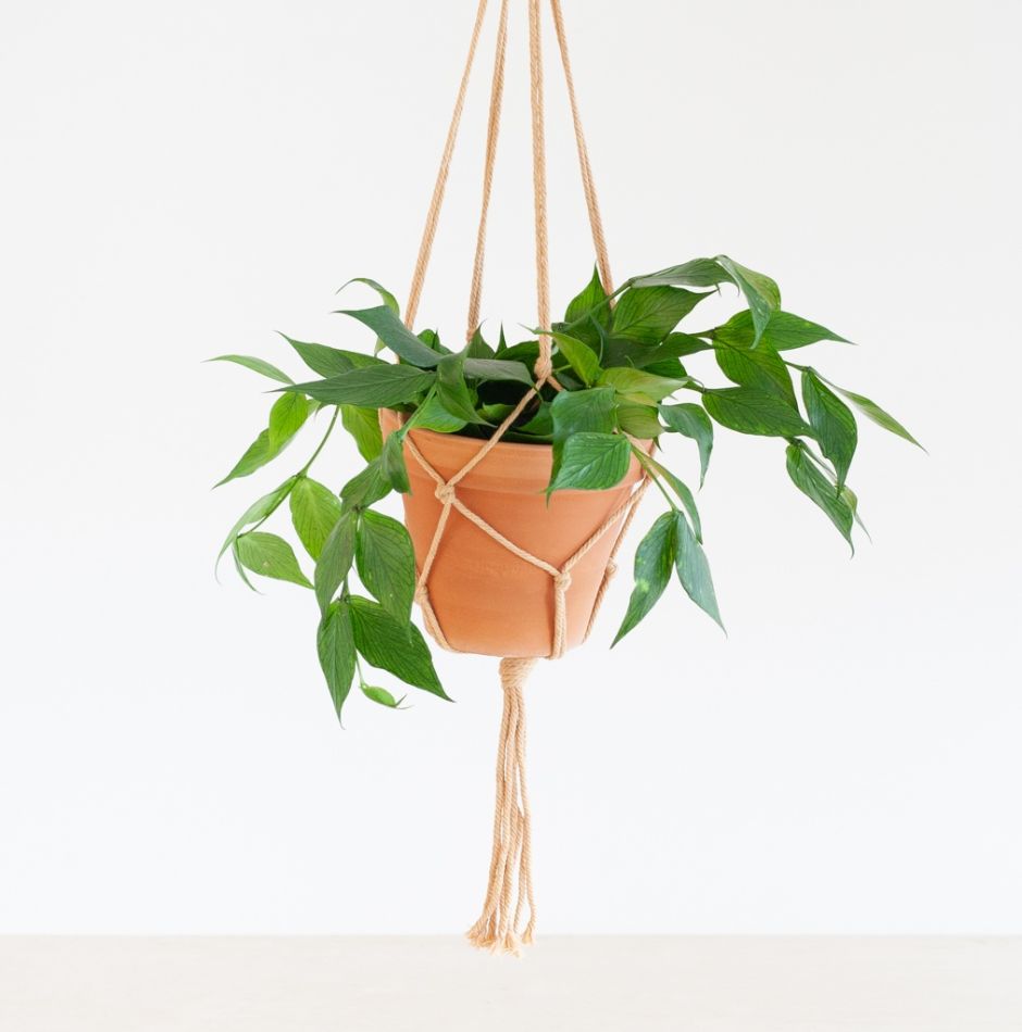 Hoya Polyneura